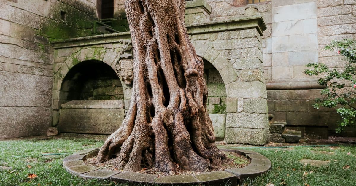 Discover the beauty of an ancient olive tree in a historic stone courtyard in Guimarães, Portugal.