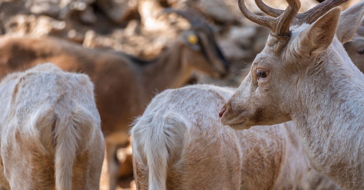 Group of deer with antlers in a sunny forest setting, showcasing wildlife beauty.