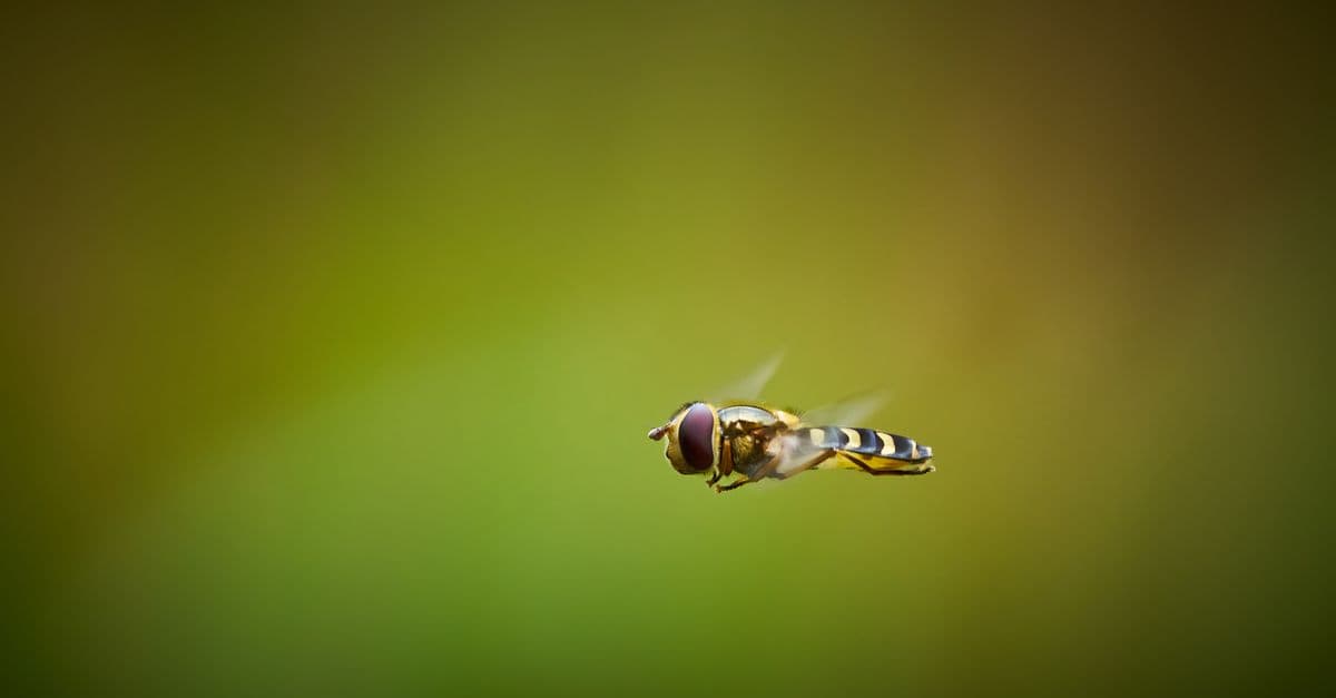 Close-up photo of a hoverfly (Syrphidae) in mid-air with a blurred green background.