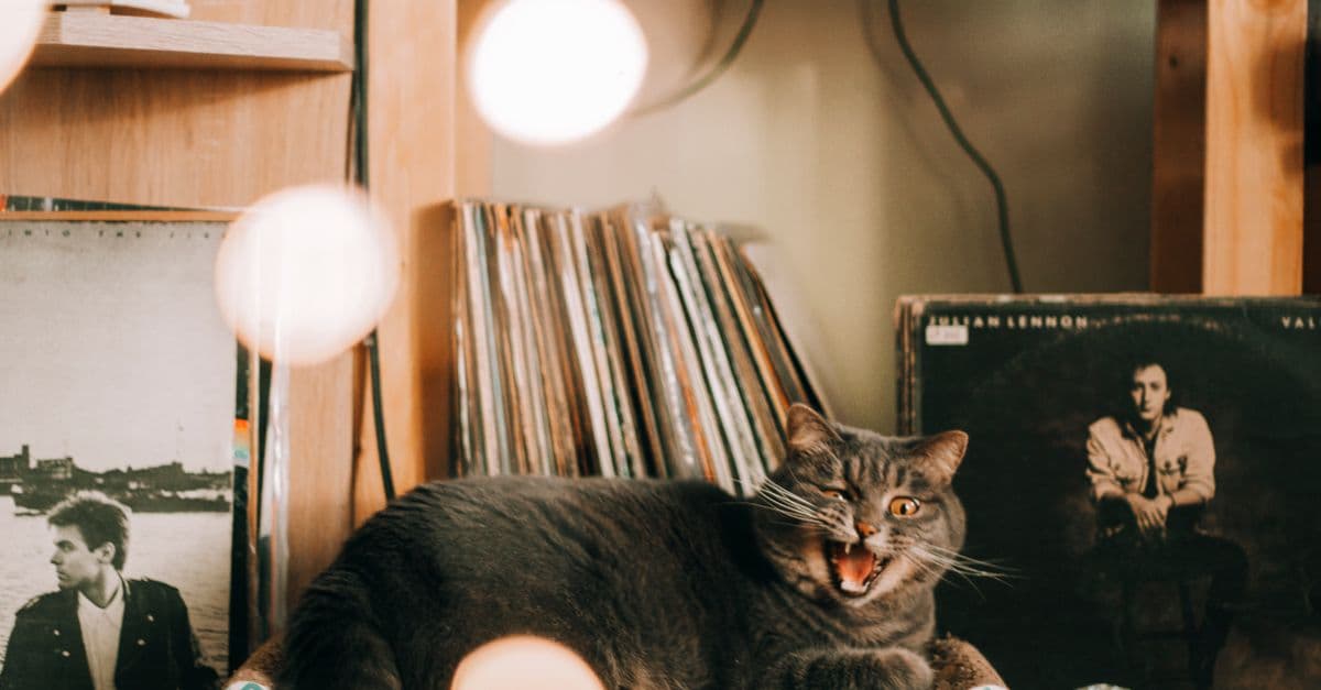 A gray cat lounging comfortably amidst vintage vinyl records and warm lighting indoors.