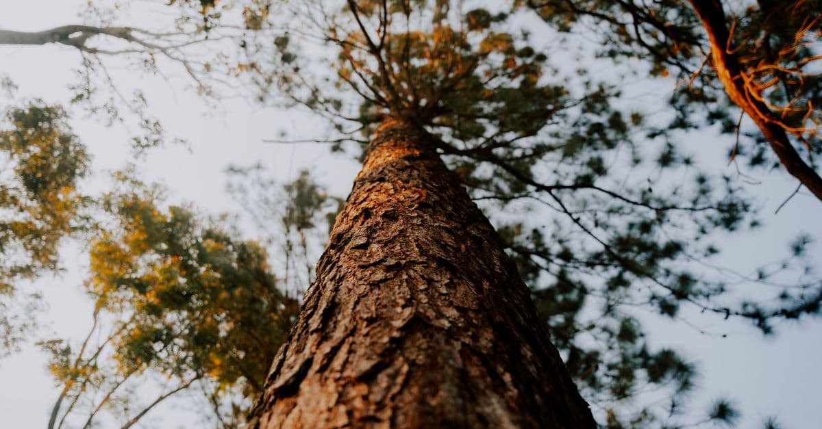 Dramatic upward view of tall trees with sunlight filtering through the leaves.