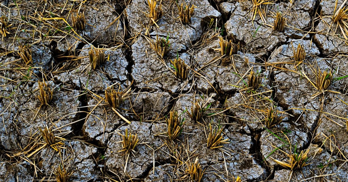 Arid cracked soil with rice stalks in West Java, depicting drought.