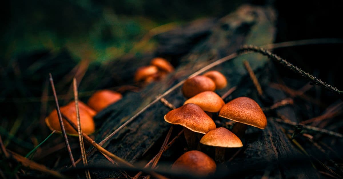 Close-up of forest mushrooms on a log, showcasing natural woodland beauty.