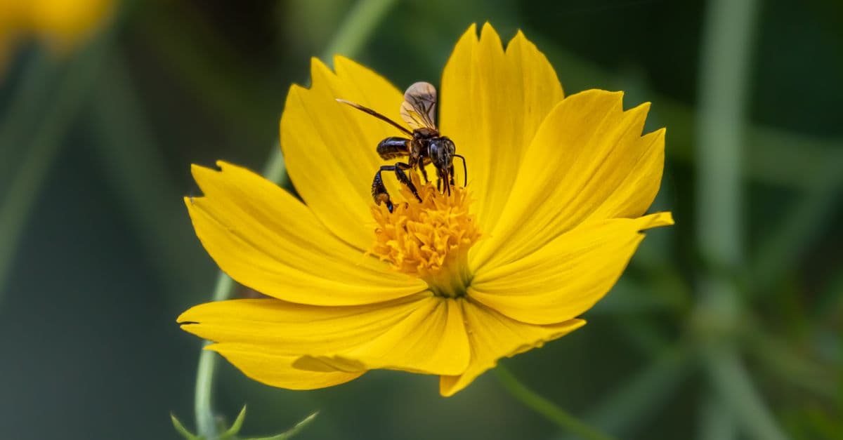 Close-up of a bee on a vibrant yellow cosmos flower, showcasing pollination in nature.