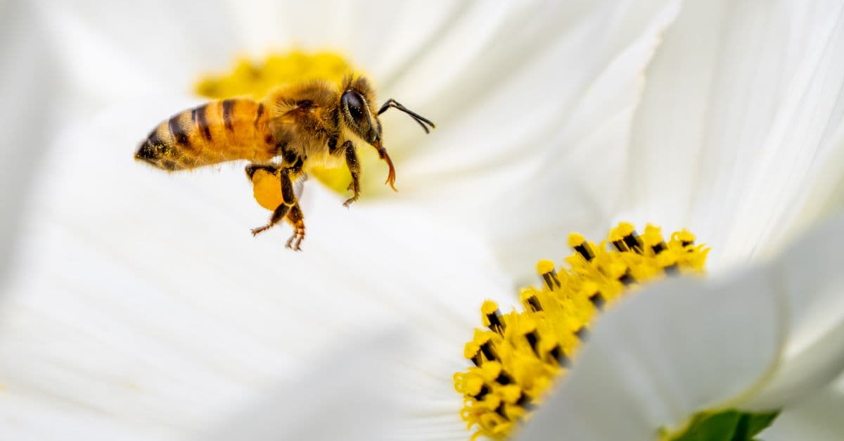 A close-up of a honey bee hovering near a blooming white cosmos flower, capturing pollination in action.
