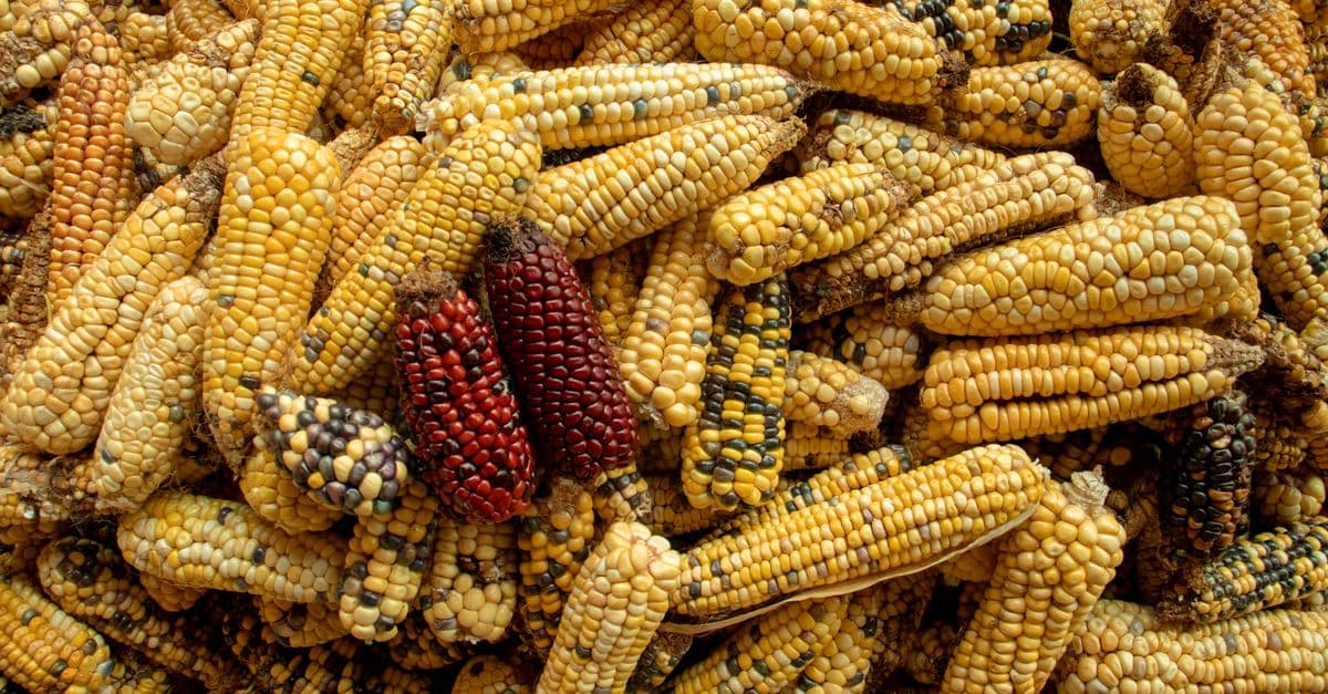 Collection of multicolored heirloom corn cobs stacked together, showcasing crop variety.