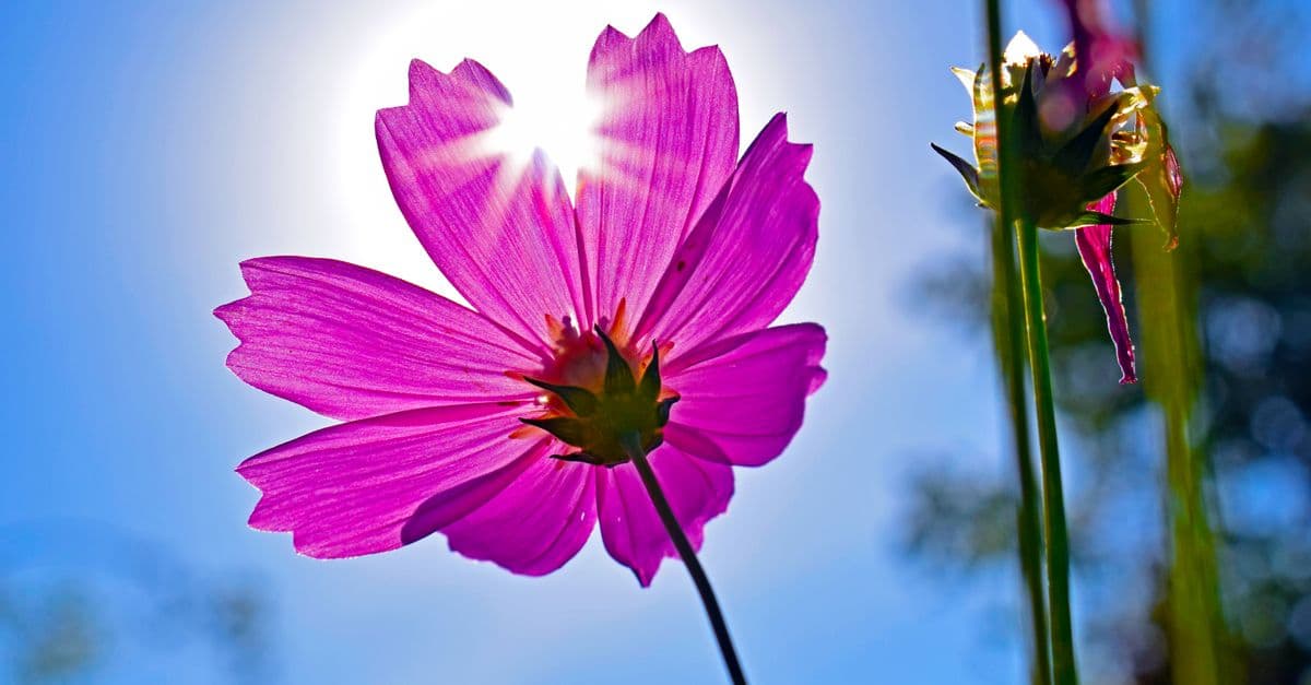 Close-up of a vibrant pink cosmos flower backlit by the sun, showcasing delicate petals and vibrant colors in nature.