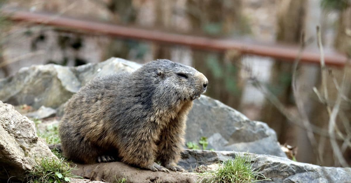 A groundhog sitting on rocks in an outdoor setting, enjoying a serene moment.