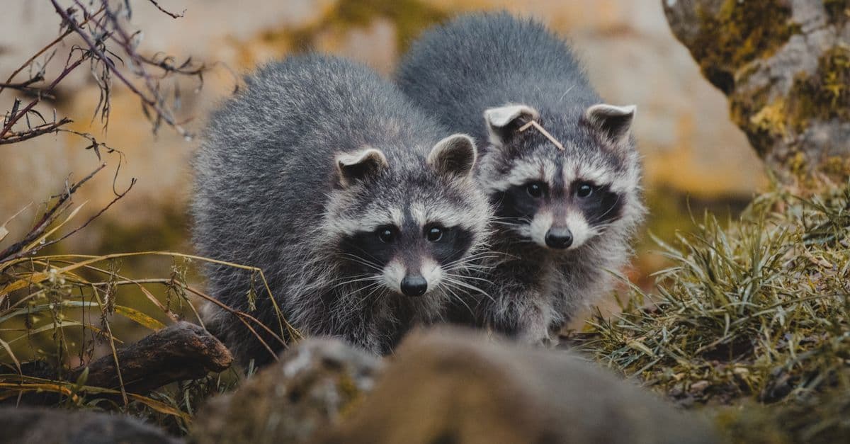 Curious wild raccoons standing on grass near twigs and stones and looking at camera