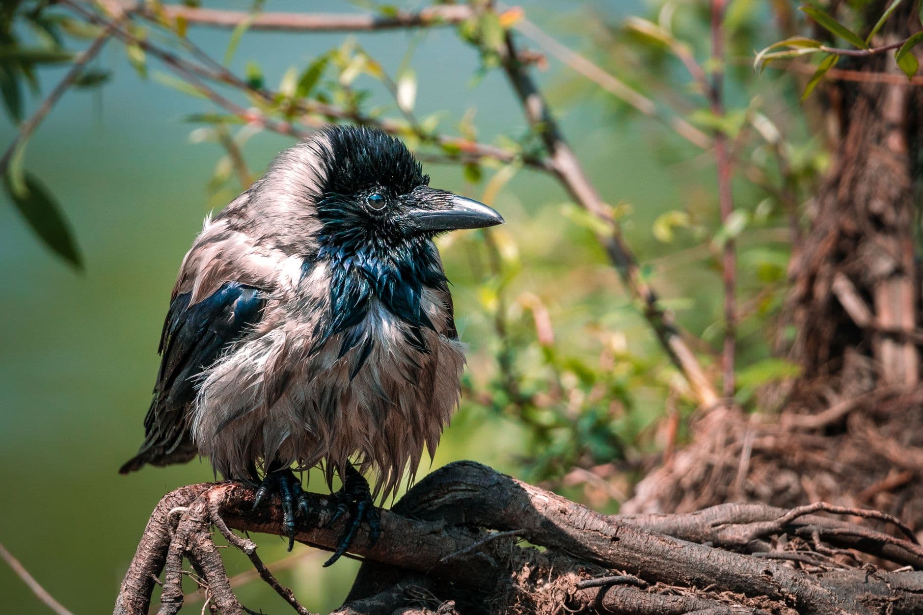 A detailed close-up of a wet crow perched on a tree branch in a natural setting.