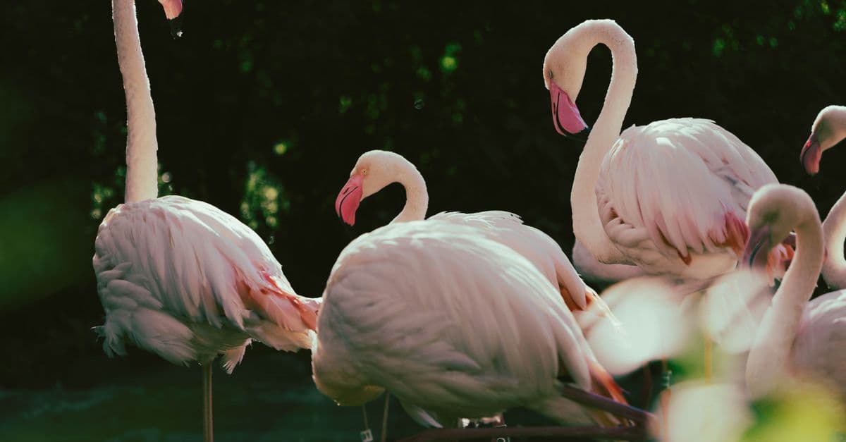 A serene group of flamingos basking in natural sunlight, showcasing their elegance.