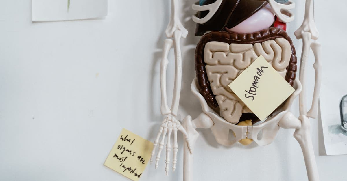 Close-up of anatomical model with sticky notes highlighting the stomach and other parts.