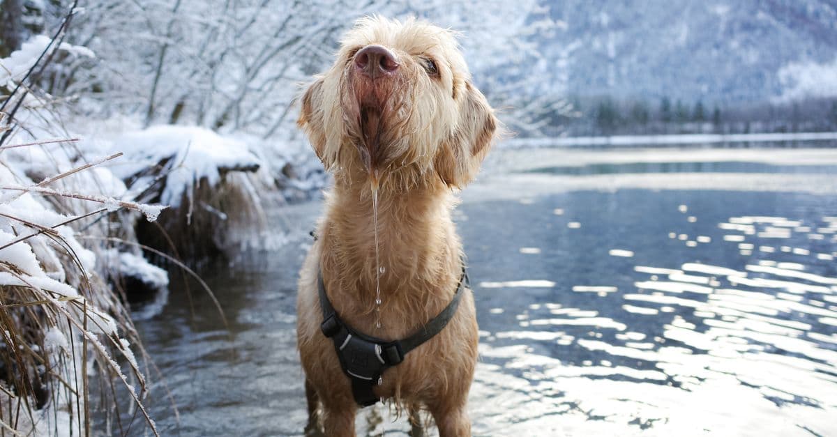 Wirehaired Vizsla dog standing in a snowy river, showcasing winter beauty.