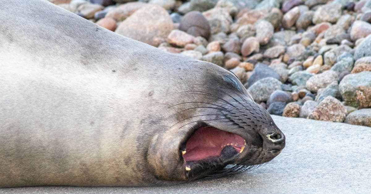 A detailed close-up of a seal yawning on a rocky shore, showcasing wildlife behavior.