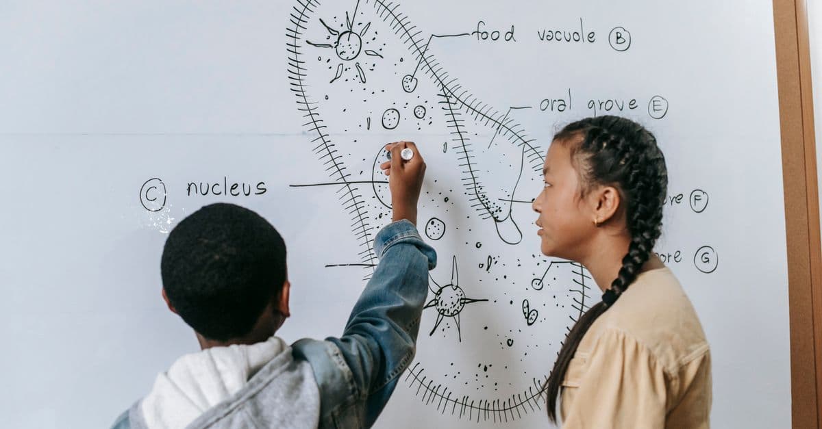 Back view of multiethnic boy and girl drawing Ciliate structure with marker on whiteboard in classroom