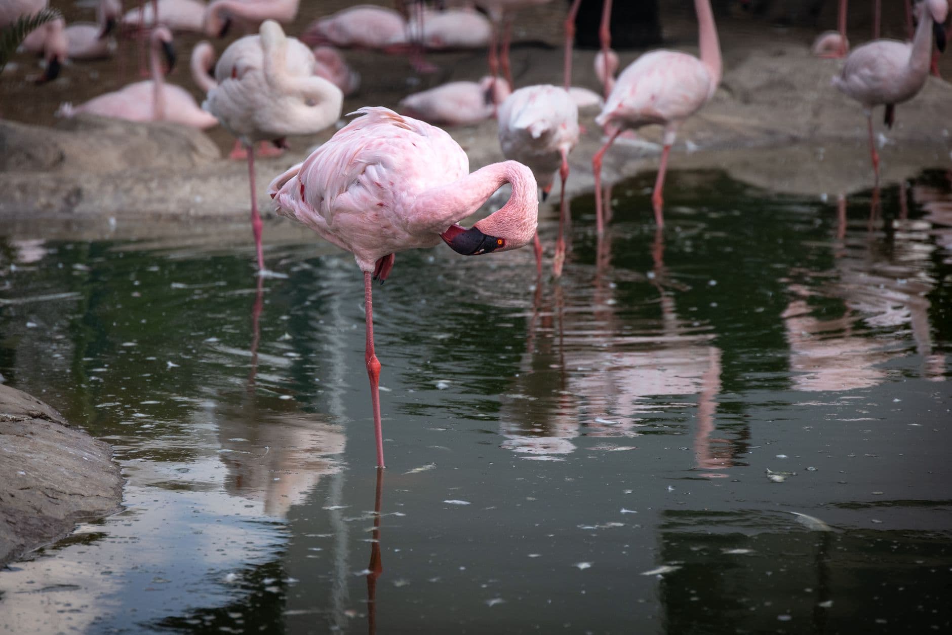 A group of pink flamingos gracefully standing by the water with reflections.