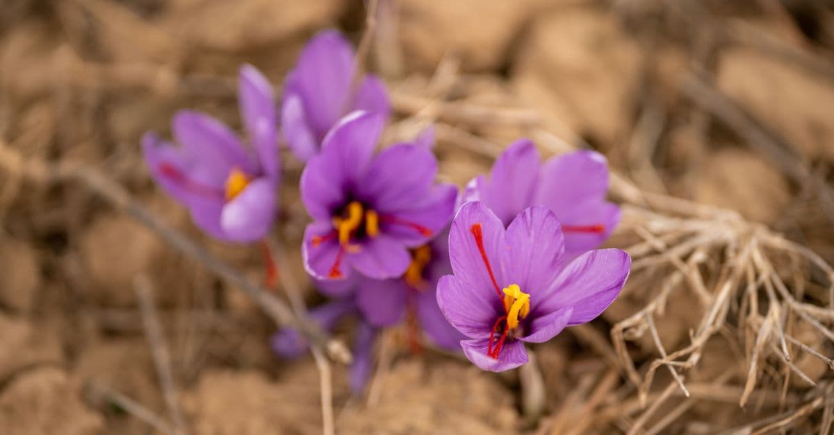 Beautiful close-up of blooming saffron crocus flowers in a natural setting, showcasing vivid purple petals.