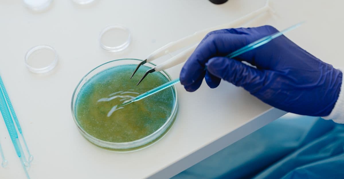 Close-up of a scientist's hand in latex glove using lab tools on a petri dish.