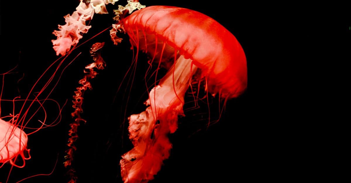 A striking red jellyfish glows beautifully against a dark background underwater.