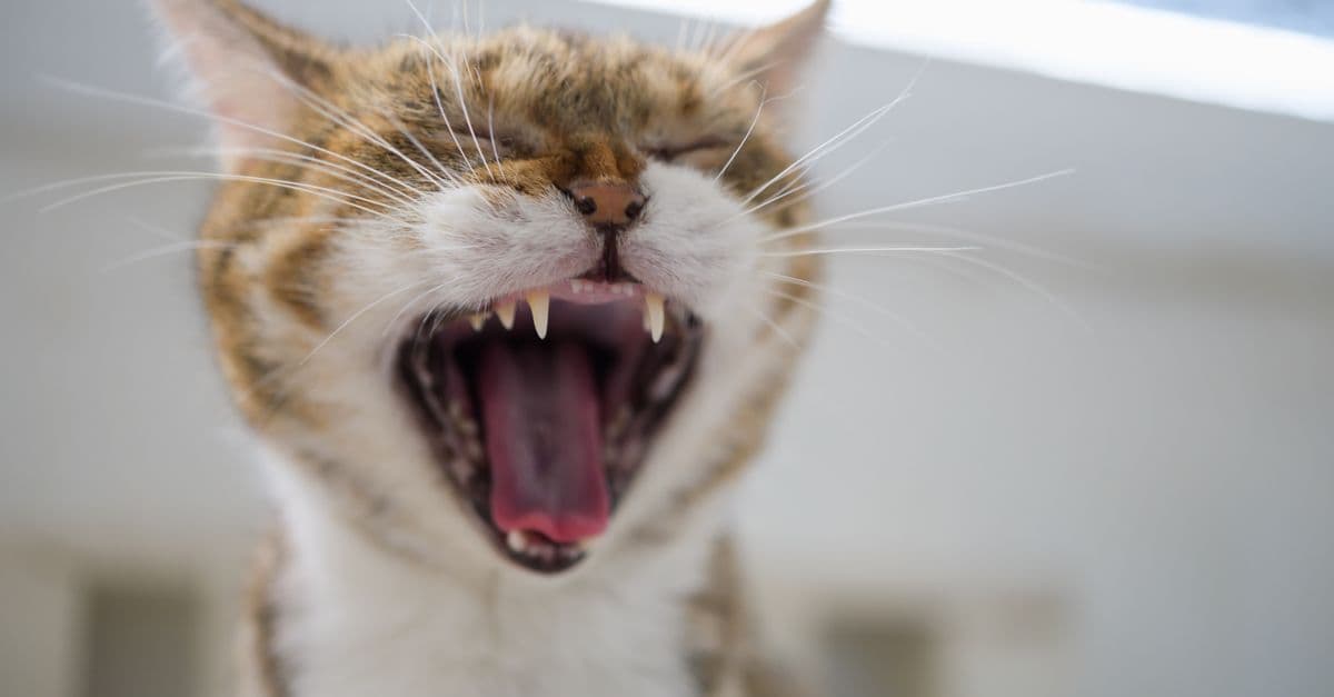 Adorable tabby cat yawning with eyes closed, showcasing sharp teeth and whiskers.